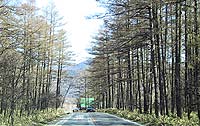 カラマツ林(赤沼)