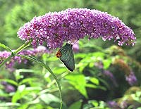 フサフジウツギの花とアオバセセリ