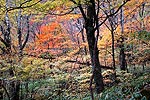 森の紅葉