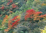 山の斜面のカエデ類の紅葉