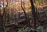 山の斜面のカエデ類の紅葉