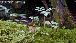 ナナカマドの新芽