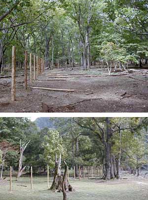 シカ防護柵